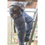 Afbeelding - https-www-ez-catalog-nl-Asset-23aa2021335443e8a54287a8906a5664-ImageFullSize-STST1-80117-07-Ecomm-Large-STST1-80117-A1-jpg